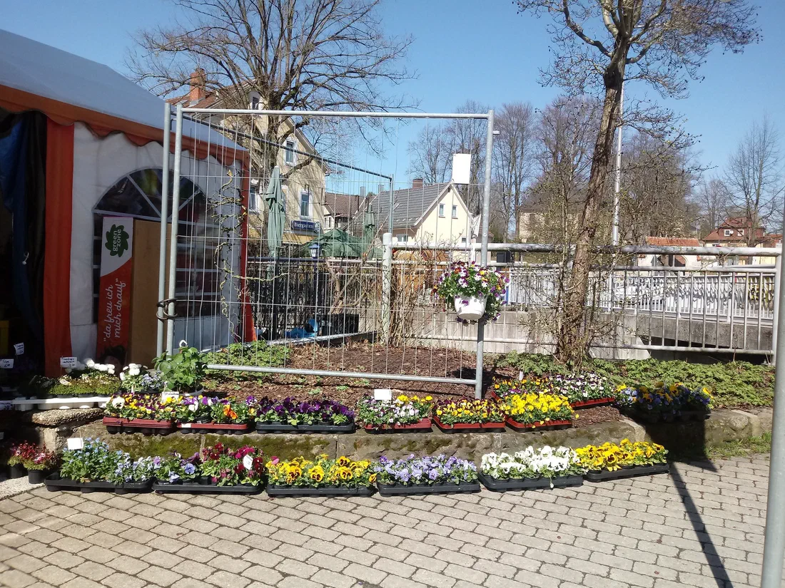 Frühlingsblumen in Schalen vor dem Laden